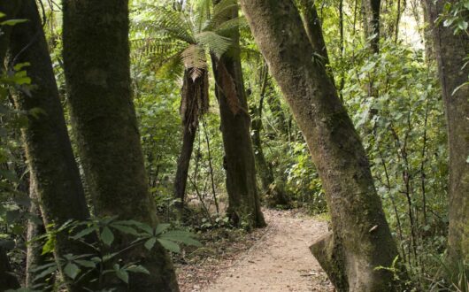 Nature Trails