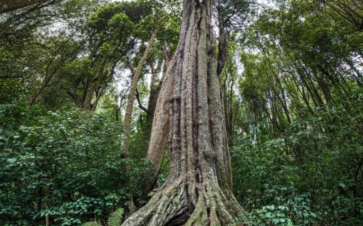 forest-giant-totara-tree