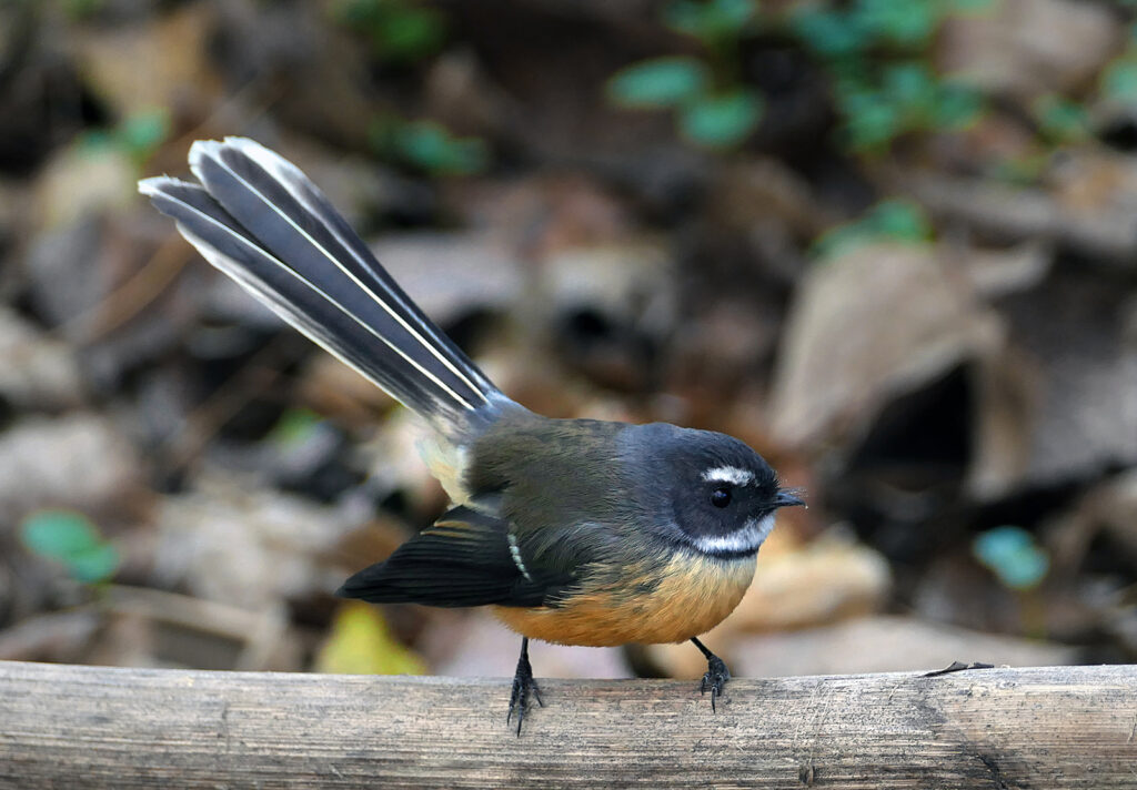 fantail - pīwakawaka in the forest
