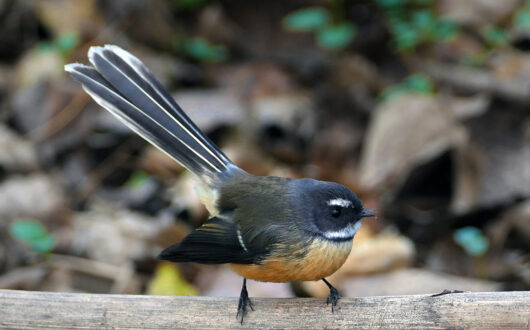 fantail - pīwakawaka in the forest