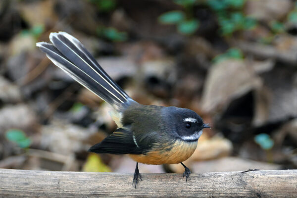 fantail - pīwakawaka in the forest