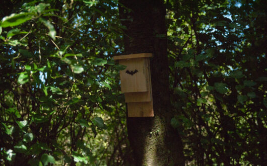 Bat boxes installed on the nature trails